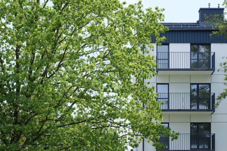 Sitowie - miniaturka